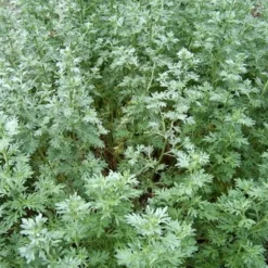 Arborix - 6 x absinthe - artemisia absinthium - godet 9cm x 9cm Online