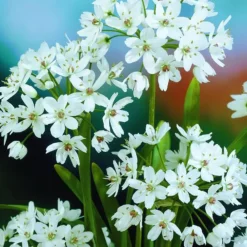 Arborix - 50 x ail d'ornement cowanii - bulbes à fleurs de printemps Outlet