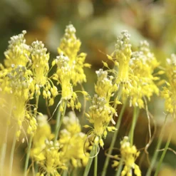 Arborix Bulbes De Fleurs | - 25 x ail d'ornement flavum - bulbes à fleurs de printemps
