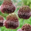 Arborix Plantes Grimpantes | - 5 x ail d'ornement forelock - 5 x allium forelock