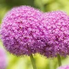 Arborix - 3 x ail d'ornement gigantheum - 3 x allium giganteum Best
