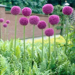 Arborix - 3 x ail d'ornement gigantheum - 3 x allium giganteum Best