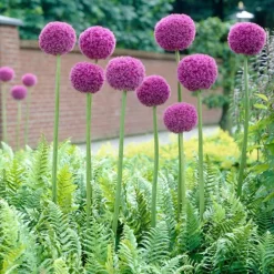 Arborix - 20 x ail d'ornement giganteum - 20 x allium giganteum Clearance