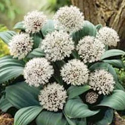 Arborix - 25 x ail d'ornement karataviene - bulbes à fleurs de printemps Online