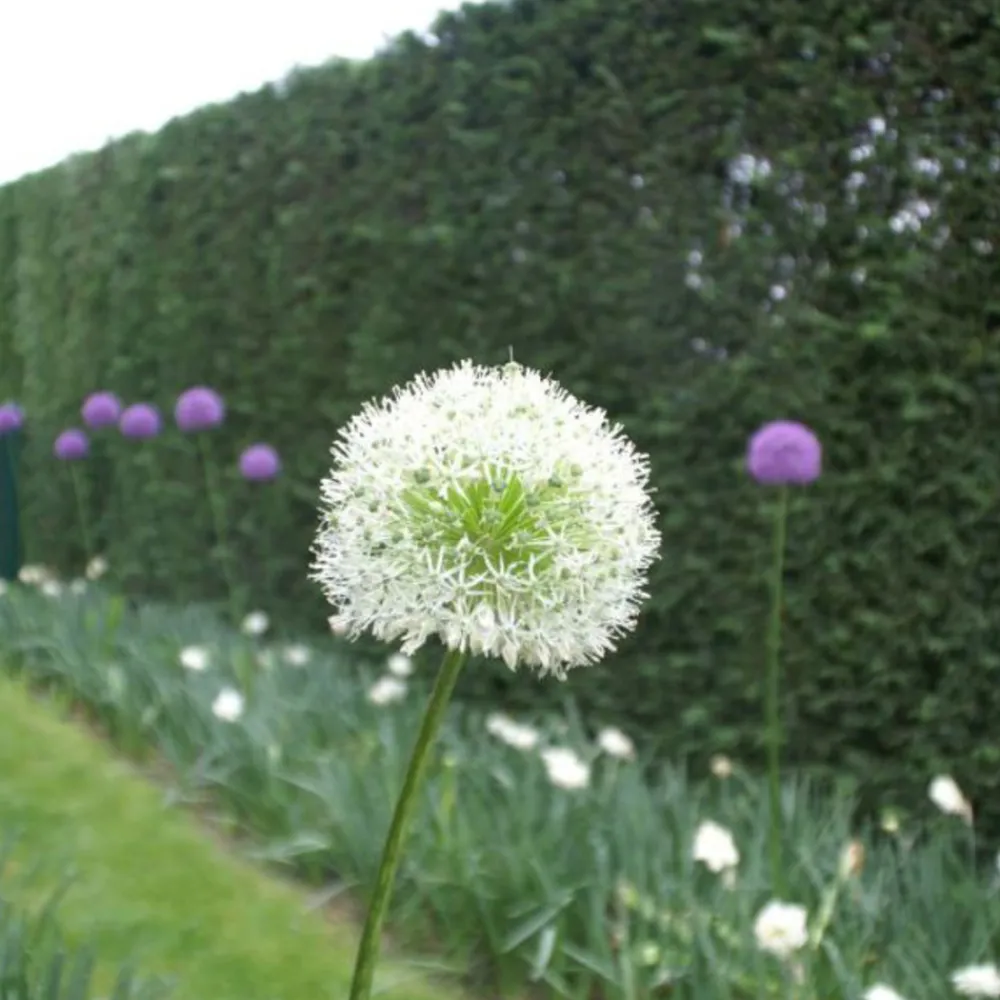 Arborix - 5 x ail d'ornement mont blanc - 5 x allium mont blanc Hot