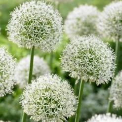 Arborix Bulbes De Fleurs | - 10 x ail d'ornement mount everest - bulbes à fleurs de printemps