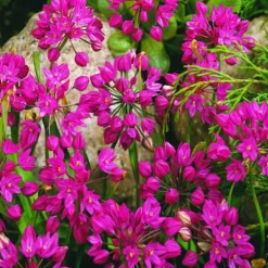 Arborix - 50 x ail d'ornement ostrowskianum - bulbes à fleurs de printemps
