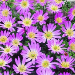 Arborix - 50 x anemone blanda pink star - bulbes à fleurs de printemps Clearance