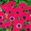 Arborix Bulbes De Fleurs | - 50 x anemone hollandia - bulbes à fleurs de printemps