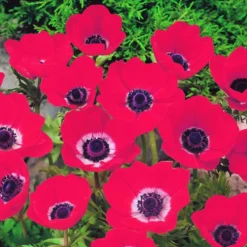 Arborix Bulbes De Fleurs | - 50 x anemone hollandia - bulbes à fleurs de printemps