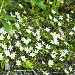 Arborix Plantes Grimpantes | - 5 x anemone nemerosa alba - 5 x anemone nemerosa 'alba'
