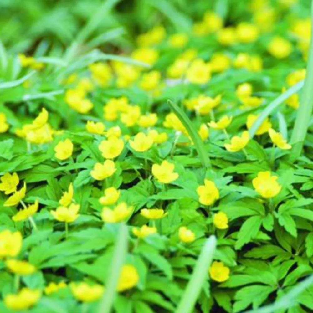 Arborix - 50 x anemone ranunculoides - bulbes à fleurs de printemps Best