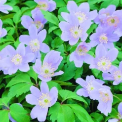 Arborix - 10 x anemone robinsoniana - bulbes à fleurs de printemps New