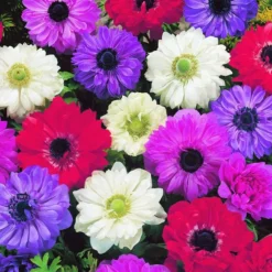 Arborix - 50 x anemone st. Brigid - bulbes à fleurs de printemps Clearance