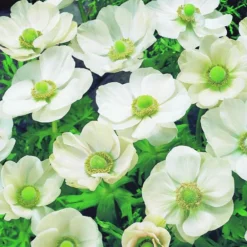 Arborix Bulbes De Fleurs | - 50 x anemone the bride - bulbes à fleurs de printemps