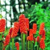 Arborix - 25 x arum italicum - bulbes à fleurs de printemps Hot