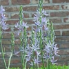 Arborix Bulbes De Fleurs | - 10 x camassia leichtlinii caerulea - bulbes à fleurs de printemps