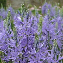 Arborix - 50 x camassia quamash - bulbes à fleurs de printemps Discount