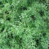Arborix Plants De Légumes Et Aromatiques | - 6 x camomille romaine 'treneague' - chamaemelum nobile 'treneague' - godet 9cm x 9cm