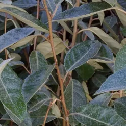 Arborix Plantes De Haies | - 2 x chalef de ebbing - elaeagnus ebbingei - 60-80 cm pot