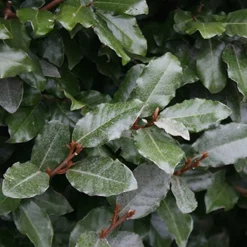 Arborix Plantes De Haies | - 2 x chalef de ebbing - elaeagnus ebbingei - 60-80 cm pot