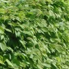 Arborix - 2 x charme commun - carpinus betulus - 60-80 cm pot Online