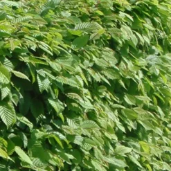 Arborix - 2 x charme commun - carpinus betulus - 60-80 cm pot Online