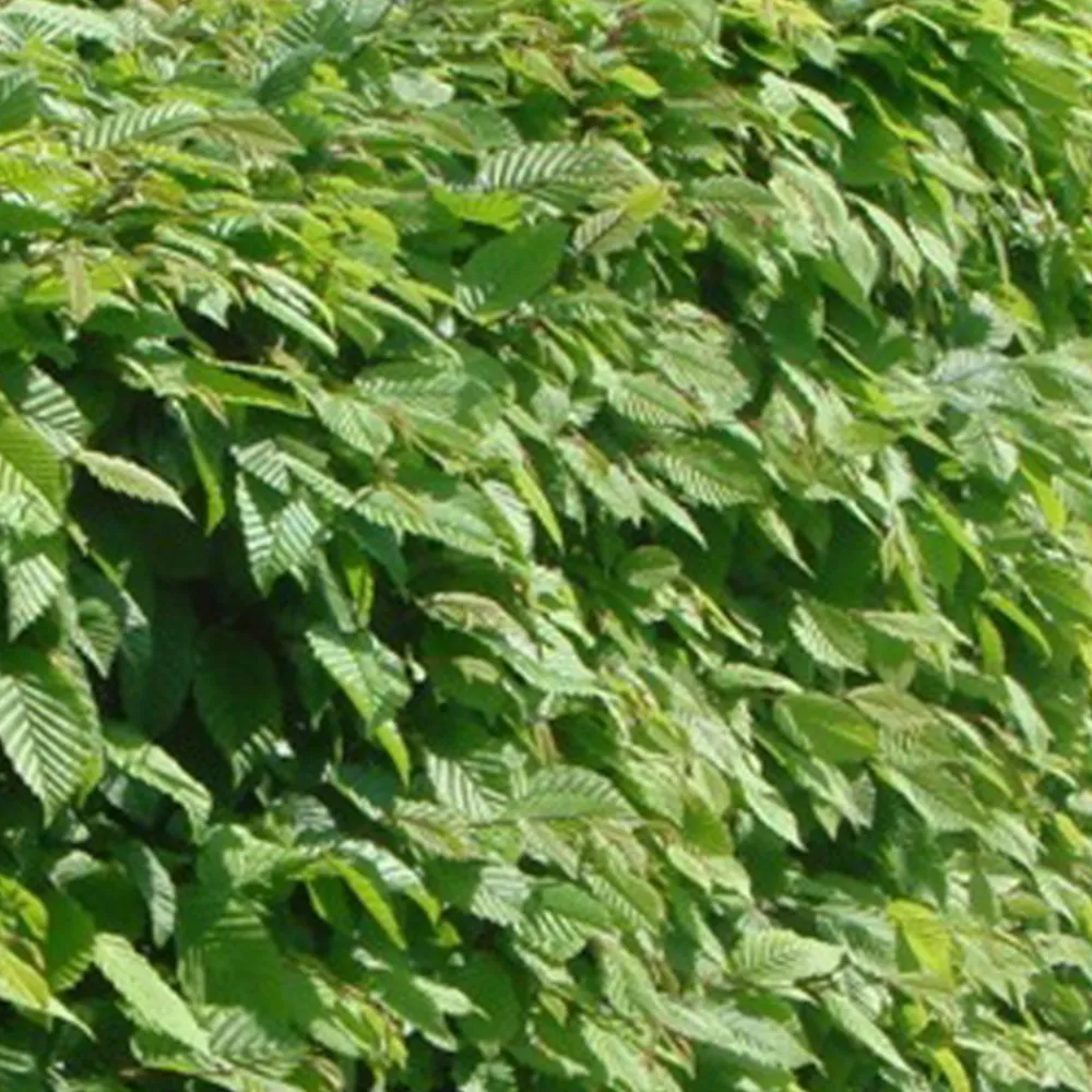 Arborix - 2 x charme commun - carpinus betulus - 60-80 cm pot Online