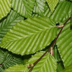 Arborix - 2 x charme commun - carpinus betulus - 60-80 cm pot Online