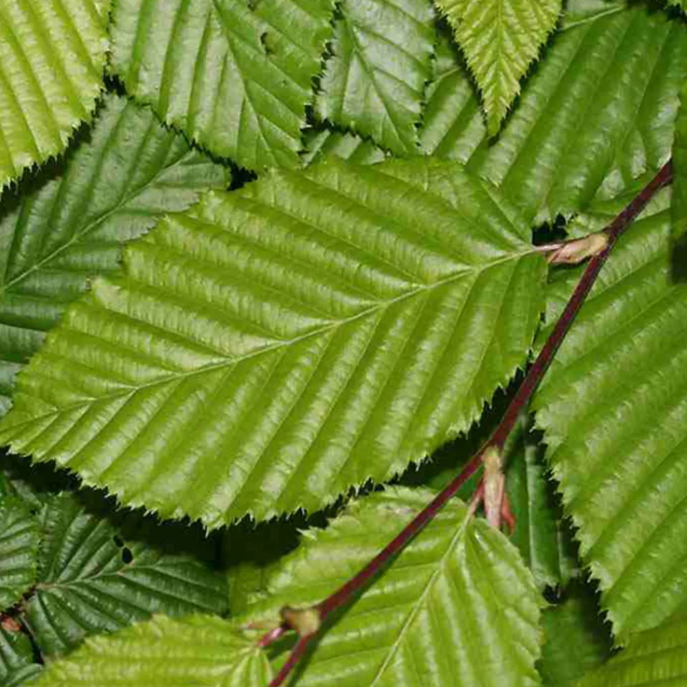 Arborix - 2 x charme commun - carpinus betulus - 60-80 cm pot Online