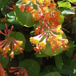 Arborix Plantes Grimpantes | - 2 x chèvrefeuille grimpant 'gold flame' - lonicera heckrottii 'gold flame' - 50-60 cm pot