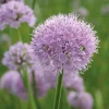 Arborix - 6 x ciboulette 'summer beauty' - allium senscens 'summer beauty' - godet 9cm x 9cm New