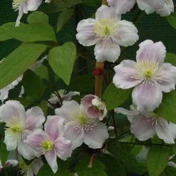 Arborix - 2 x clématite des montagnes 'rubens' - clematis montana 'rubens' - 50-60 cm pot New