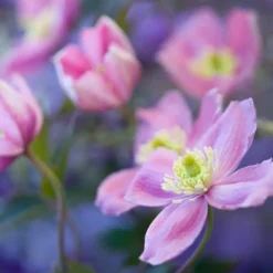 Arborix - 2 x clématite des montagnes 'rubens' - clematis montana 'rubens' - 50-60 cm pot New