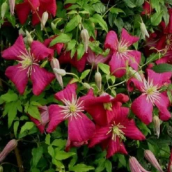 Arborix Plantes Grimpantes | - 2 x clématite des montagnes 'madame jules correvon' - clematis 'madame jules correvon' - 50-60 cm pot
