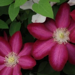 Arborix Plantes Grimpantes | - 2 x clématite des montagnes 'madame jules correvon' - clematis 'madame jules correvon' - 50-60 cm pot