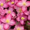 Arborix Plantes Grimpantes | - 2 x clématite 'freda' - clematis montana 'freda' - 50-60 cm pot