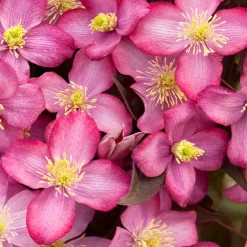 Arborix Plantes Grimpantes | - 2 x clématite 'freda' - clematis montana 'freda' - 50-60 cm pot