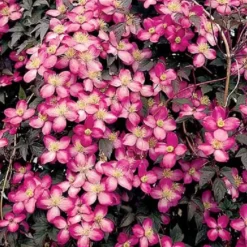 Arborix Plantes Grimpantes | - 2 x clématite 'freda' - clematis montana 'freda' - 50-60 cm pot