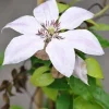 Arborix - 2 x clématite 'nelly moser' - clematis 'nelly moser' - 50-60 cm pot Online