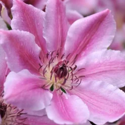 Arborix - 2 x clématite 'nelly moser' - clematis 'nelly moser' - 50-60 cm pot Online