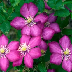 Arborix Plantes Grimpantes | - 2 x clématite 'ville de lyon' - clematis 'ville de lyon' - 50-60 cm pot