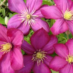 Arborix Plantes Grimpantes | - 2 x clématite 'ville de lyon' - clematis 'ville de lyon' - 50-60 cm pot