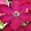 Arborix - 2 x clématite 'westerplatte' - clematis 'westerplatte' - 50-60 cm pot Clearance