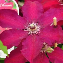 Arborix - 2 x clématite 'westerplatte' - clematis 'westerplatte' - 50-60 cm pot Clearance