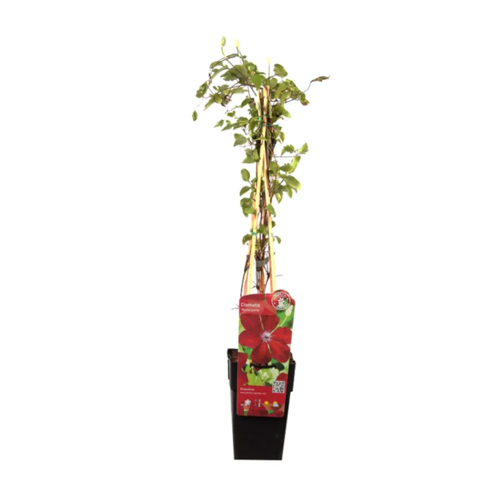 Arborix - 2 x clématite 'westerplatte' - clematis 'westerplatte' - 50-60 cm pot Clearance