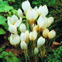 Arborix Bulbes De Fleurs | - 50 x crocus botanic snowbunting - bulbes à fleurs de printemps