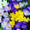 Arborix - 50 x crocus mix - bulbes à fleurs de printemps New