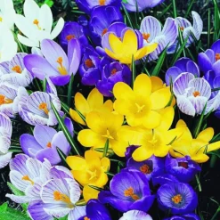 Arborix - 50 x crocus mix - bulbes à fleurs de printemps New