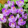 Arborix Bulbes De Fleurs | - 50 x crocus pickwick - bulbes à fleurs de printemps